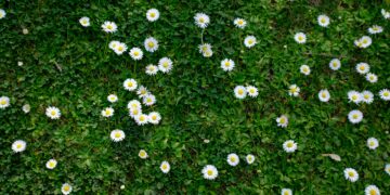 A Serene Spring Morning: A Stroll to the Allotment