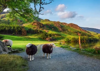 Why Travelers Love Using DirectFerries.co.uk: The Best Way to Book Ferry Tickets Online