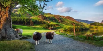 Why Travelers Love Using DirectFerries.co.uk: The Best Way to Book Ferry Tickets Online