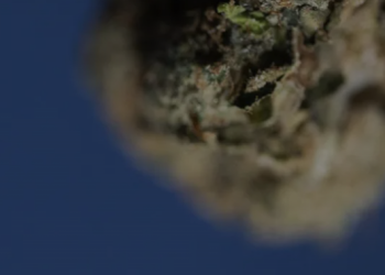 Exploring Mood: Redefining the Cannabis Experience