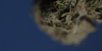 Exploring Mood: Redefining the Cannabis Experience